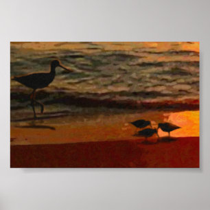 Shorebirds Poster