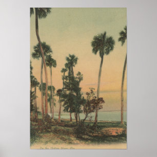 Shoreline view of Indian River with Palm Trees Poster