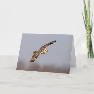 Short-eared owl at the Shawangunk Grasslands Card
