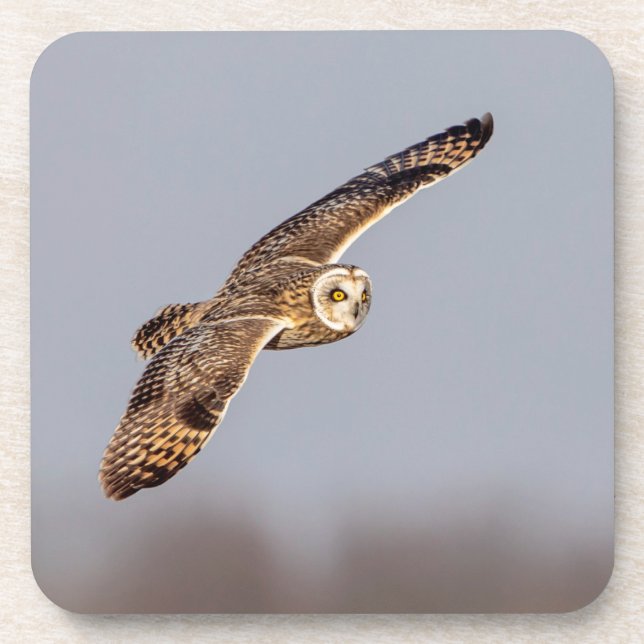 Short-eared owl at the Shawangunk Grasslands Coaster (Front)