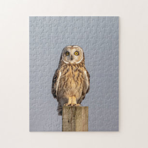 Short-eared owl at the Shawangunk Grasslands Jigsaw Puzzle