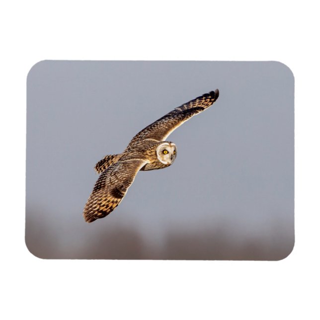 Short-eared owl at the Shawangunk Grasslands Magnet (Horizontal)