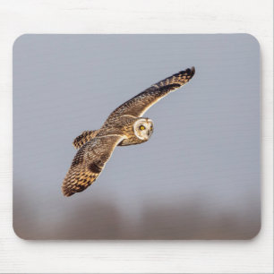 Short-eared owl at the Shawangunk Grasslands Mouse Mat