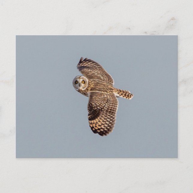 Short-eared owl at the Shawangunk Grasslands Postcard (Front)