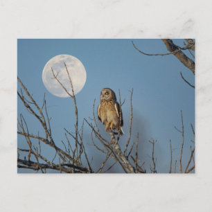 Short-eared owl at the Shawangunk Grasslands Postcard