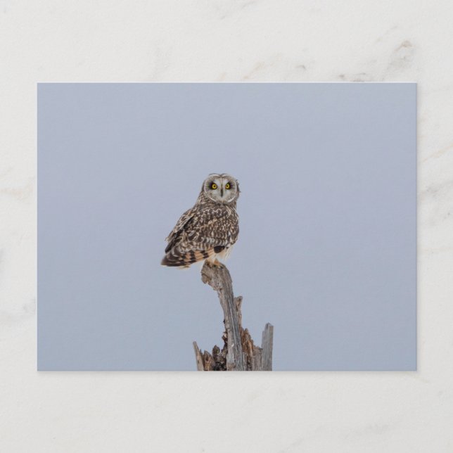 Short-eared owl at the Shawangunk Grasslands Postcard (Front)