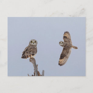 Short-eared owl at the Shawangunk Grasslands Postcard