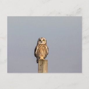 Short-eared owl at the Shawangunk Grasslands Postcard