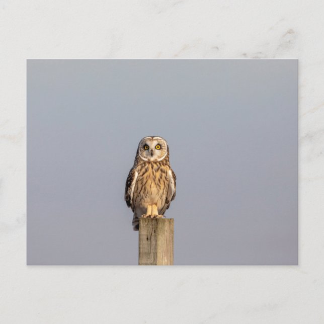 Short-eared owl at the Shawangunk Grasslands Postcard (Front)