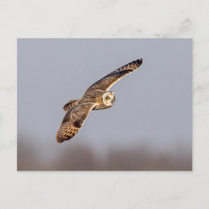 Short-eared owl at the Shawangunk Grasslands Postcard