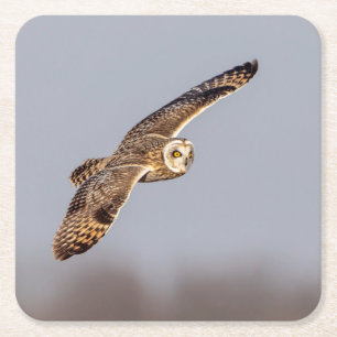 Short-eared owl at the Shawangunk Grasslands Square Paper Coaster