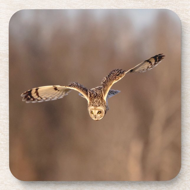 Short-eared owl diving towards the ground coaster (Front)