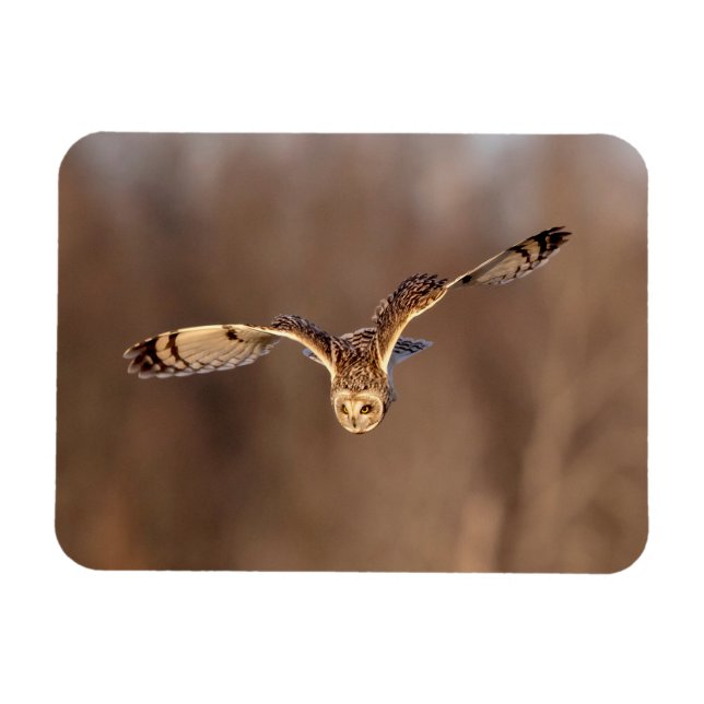 Short-eared owl diving towards the ground magnet (Horizontal)