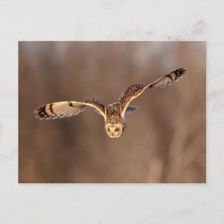 Short-eared owl diving towards the ground postcard