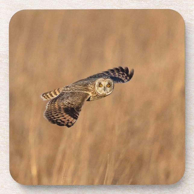 Short-eared owl in flight at the grasslands coaster (Front)