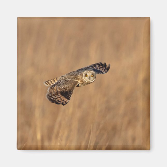 Short-eared owl in flight at the grasslands magnet (Front)