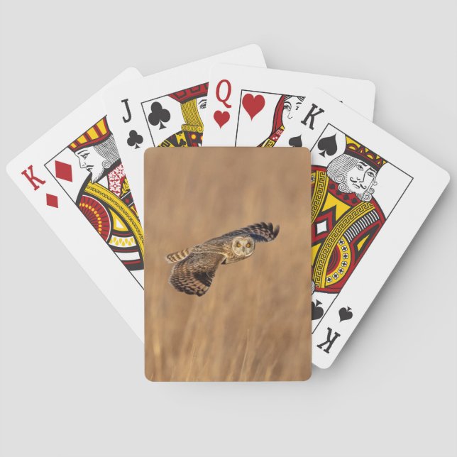 Short-eared owl in flight at the grasslands playing cards (Back)