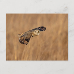 Short-eared owl in flight at the grasslands postcard
