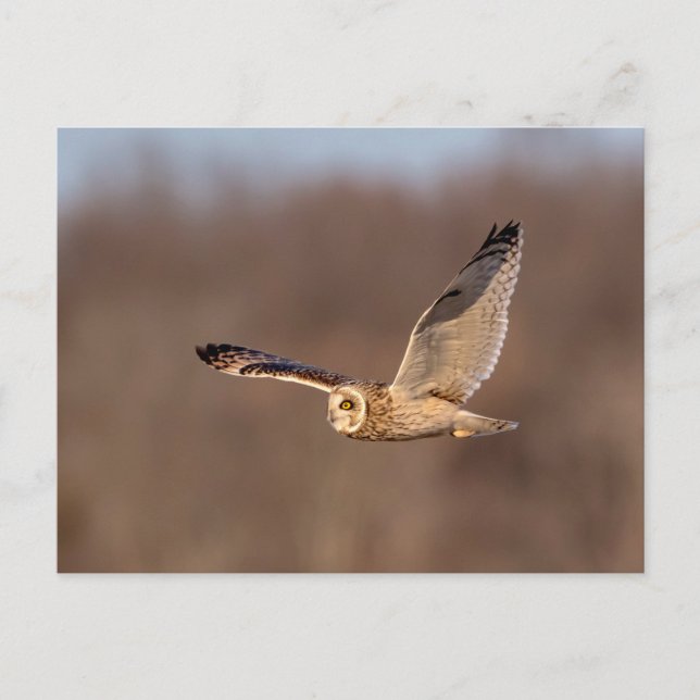 Short-eared owl in flight postcard (Front)