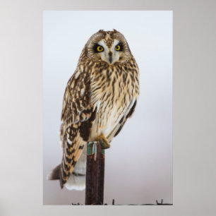 Short-eared Owl on fence post Poster