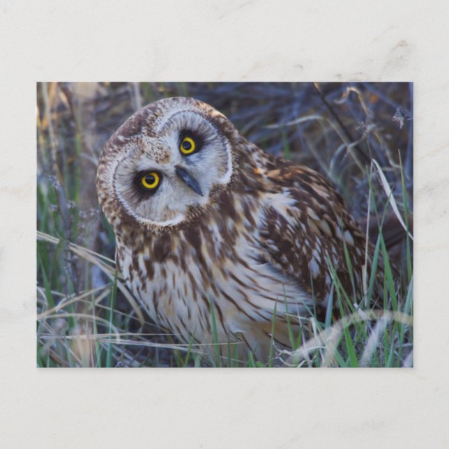 Short-eared Owl Postcard (Front)