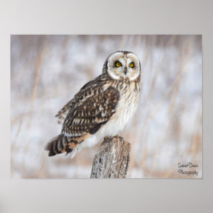 Short-Eared Owl Poster