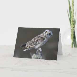 Short Eared owl , Scotland Card
