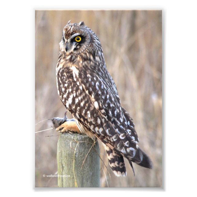 Short-Eared Owl with Vole Photo Print (Front)