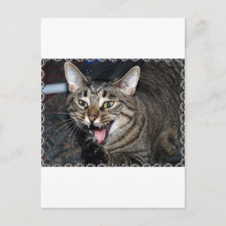 Short hair Maine coon Postcard