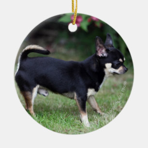 Short Haired Chihuahua Standing Ceramic Tree Decoration