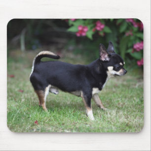 Short Haired Chihuahua Standing Mouse Mat