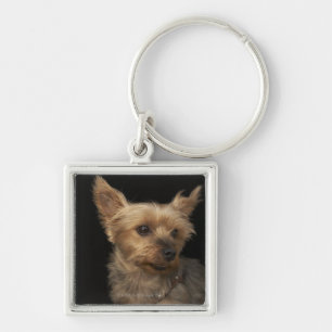 Short haired Yorkie dog looking to the right Key Ring