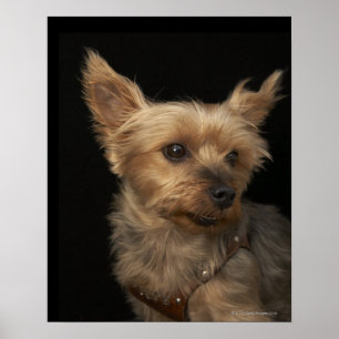 Short haired Yorkie dog looking to the right Poster