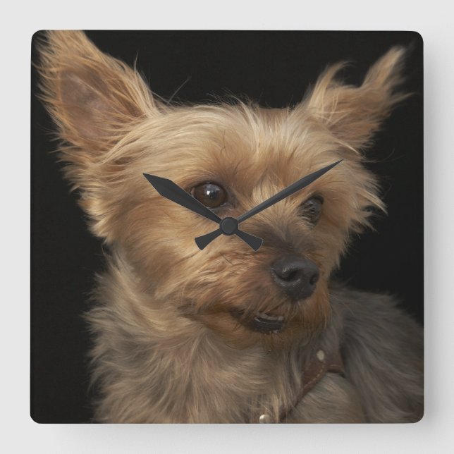 Short haired Yorkie dog looking to the right Square Wall Clock (Front)