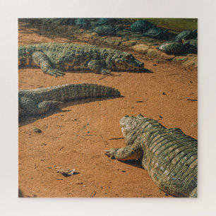 Short Nosed Crocodiles Sunbathing Near Turtles Jigsaw Puzzle