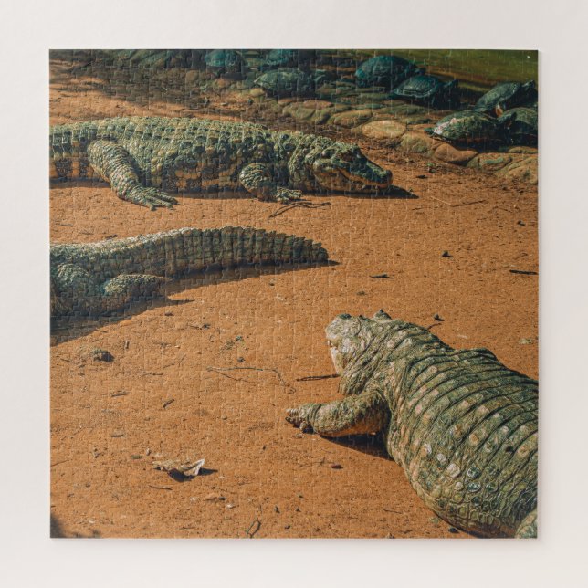 Short Nosed Crocodiles Sunbathing Near Turtles Jigsaw Puzzle (Vertical)