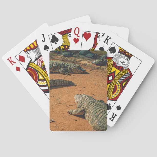 Short Nosed Crocodiles Sunbathing Near Turtles Playing Cards (Back)