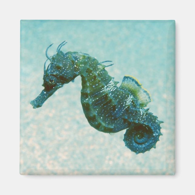 Short-Snouted Seahorse | Crimea, Russia Magnet (Front)