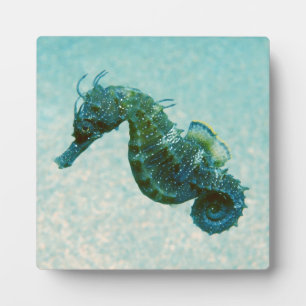 Short-Snouted Seahorse   Crimea, Russia Plaque