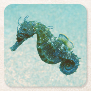 Short-Snouted Seahorse Crimea, Russia Square Paper Coaster