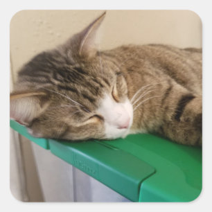 Short Stack the Cat Stickers