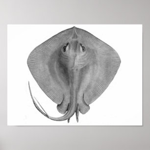 Short-tail Stingray (Dasyatis brevicaudata) Poster