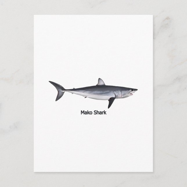 Shortfin Mako Shark Illustration Postcard (Front)