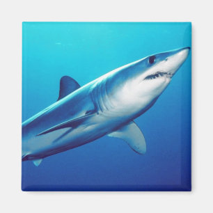 Shortfin Mako Shark Magnet