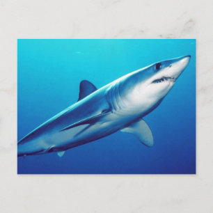 Shortfin Mako Shark Postcard