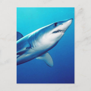 Shortfin Mako Shark Postcard