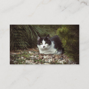 Shorthair Cat - Businesscard Business Card