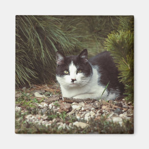 Shorthair Cat - Magnet