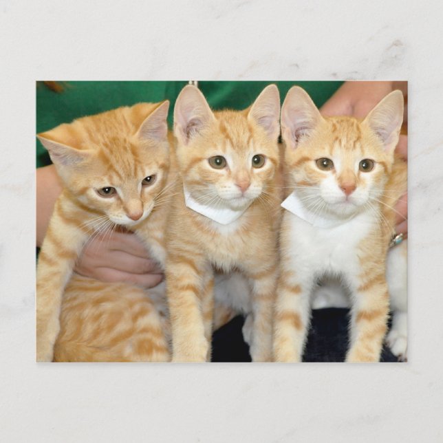 Shorthair Orange Tabby Kittens Postcards (Front)