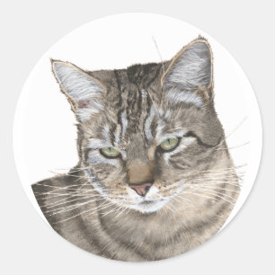 Shorthair Tabby Cat Head Study Classic Round Sticker